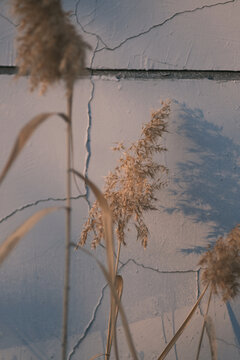 夕阳下蓝色墙前的枯萎芦苇