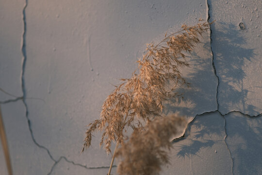 夕阳下蓝色墙前的枯萎芦苇
