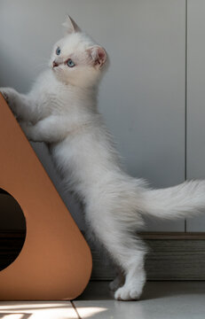 正在完猫抓板的白色小猫