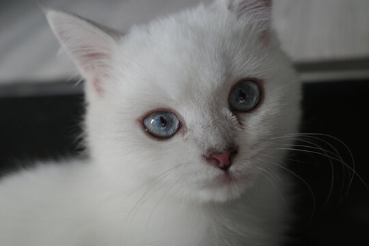 玩耍的白色小猫肖像