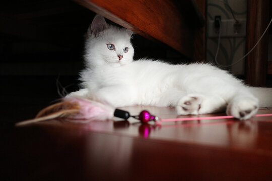 床底下躲着的白色银点小猫