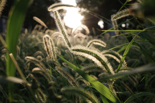 夕阳下的狗尾草草坪