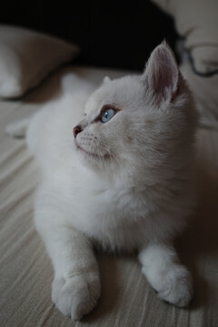 正躺着休息的白色银点猫