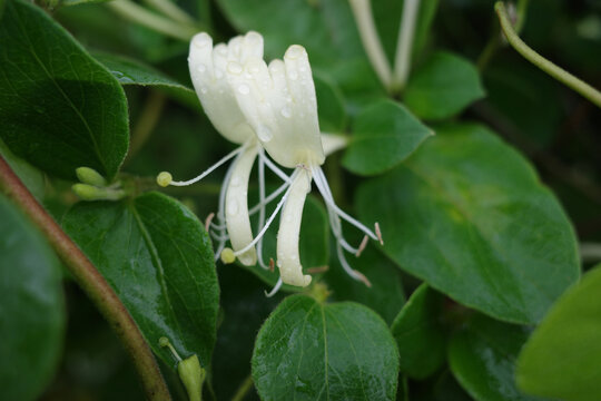 田野间的金银花