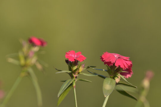 迎春花