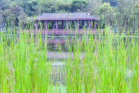 顺德顺峰山公园水生植物园