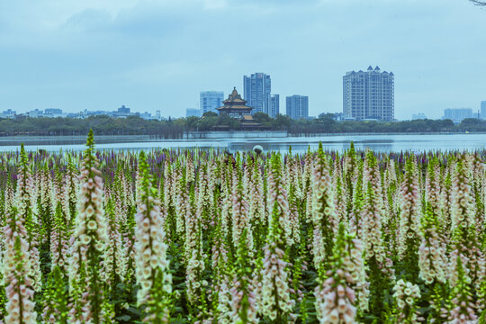 顺德顺峰山公园风光