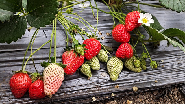 温室草莓
