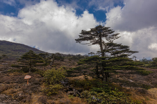 高山风光