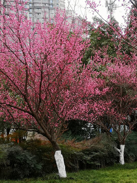 红梅花树