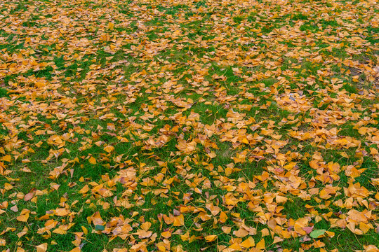 秋天绿色草地上的金黄树叶