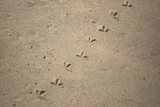 沙滩上的小脚印
