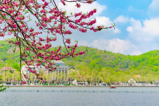 杭州西湖春景桃花