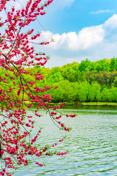 杭州西湖春景桃花