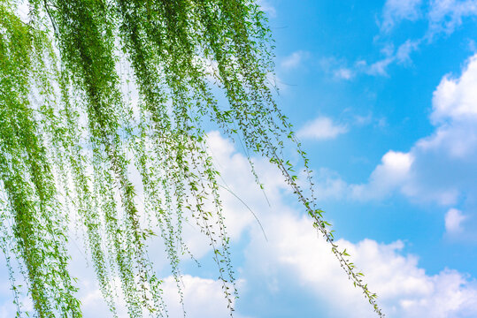 蓝天白云下的柳树柳枝