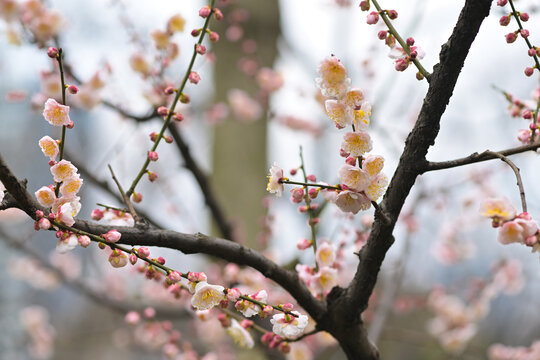 粉色梅花