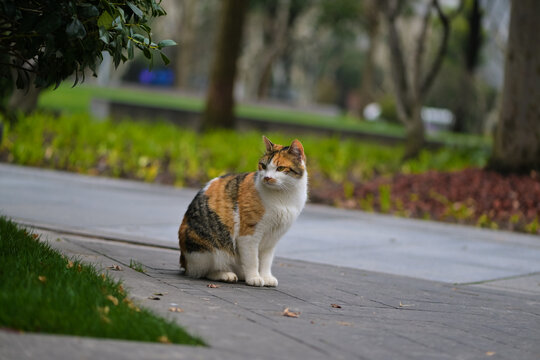 流浪猫