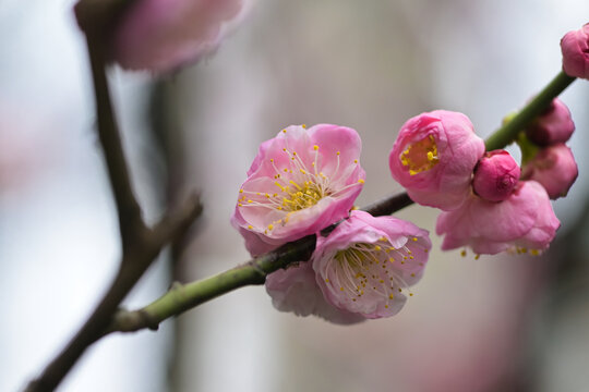 粉色梅花