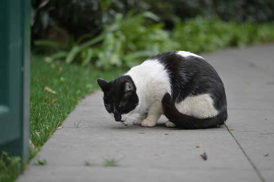 猫咪进食