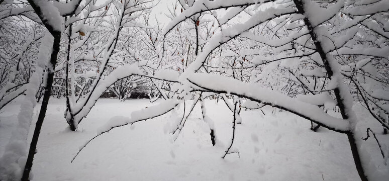 雪景