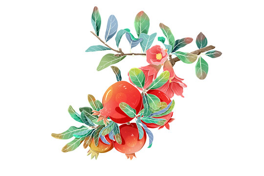 中国风水果石榴包装插画
