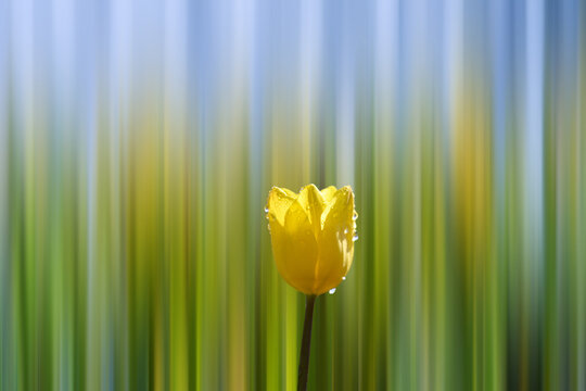 黄色郁金香花