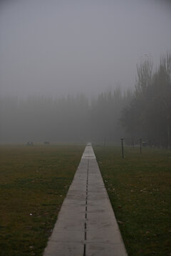 森林公园大雾