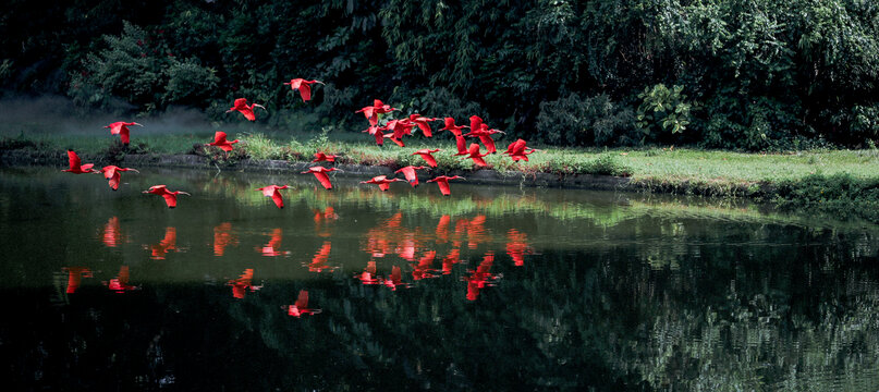 一群红色的飞鸟