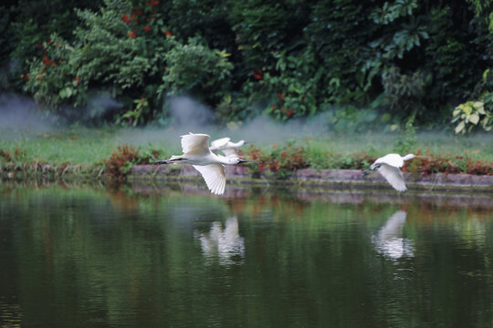 白鹭飞过湖面