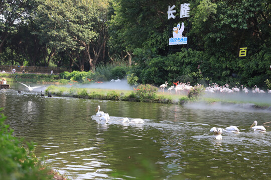 飞鸟乐园