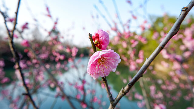 梅花开