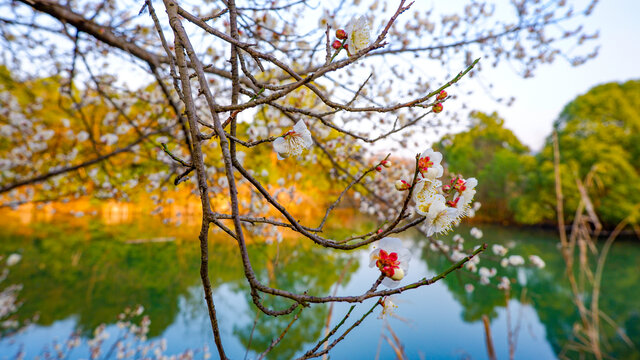 白梅花开