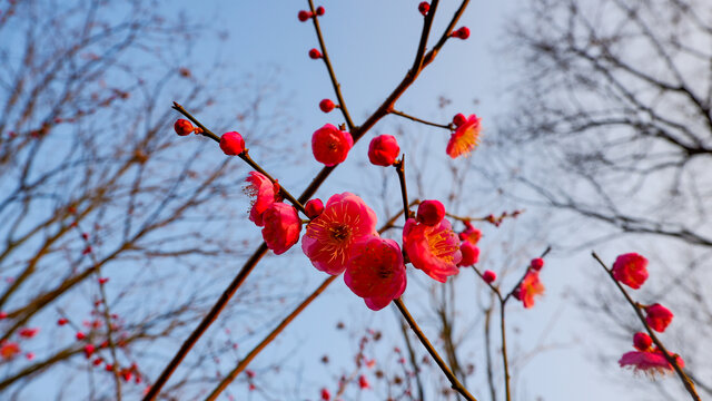 红梅花儿开