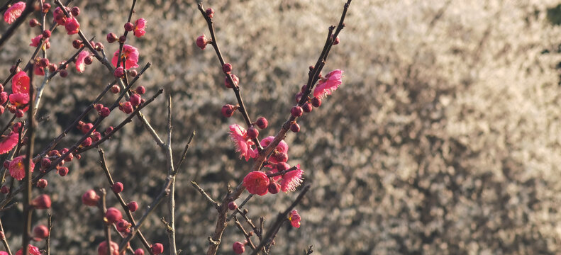 干枝梅