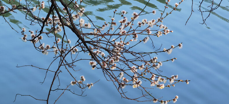 白梅花