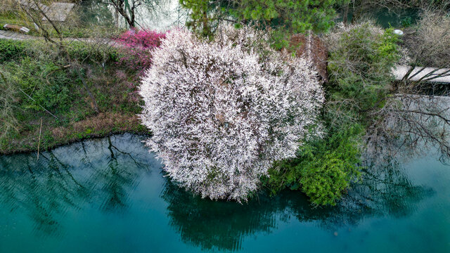 高大的梅花树