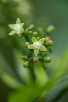 九节花野花