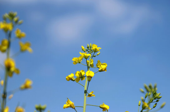 蓝天油菜花