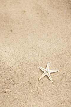 夏日沙滩上的小海星