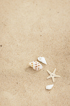 小贝壳创意夏日沙滩图片