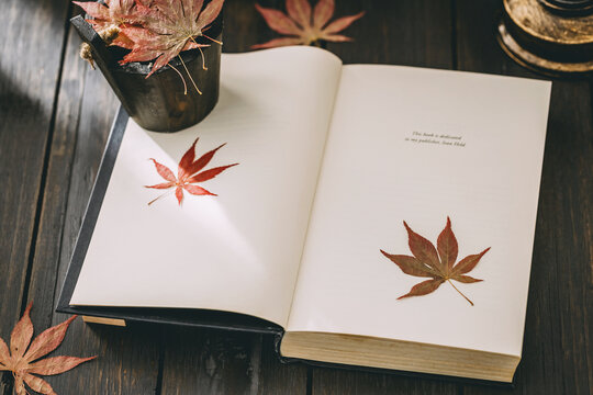 枫叶创意秋季温暖图片