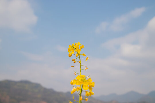 蓝天下的油菜花