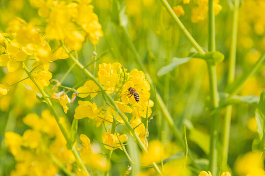 金黄油菜花海