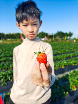 小孩摘草莓