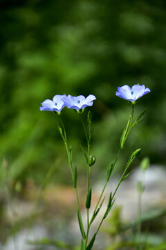 亚麻花