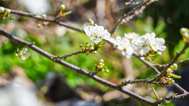 早春白色梅花盛开的枝头