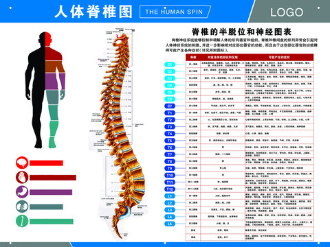 健身房人体脊椎图