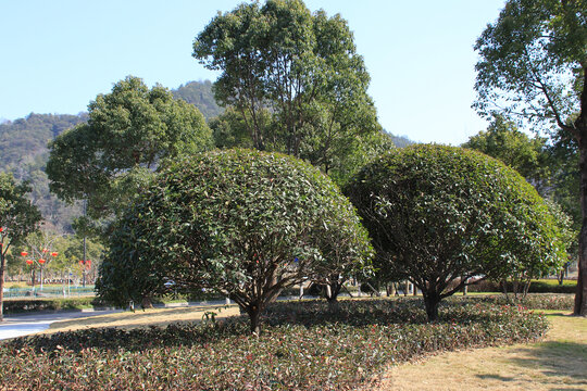 木犀树