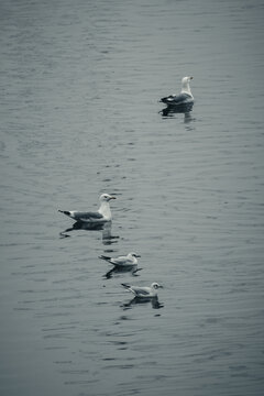 海河上的海鸥