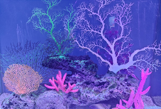 上海海昌海洋公园珊瑚